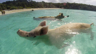 Фотогалерия: Да плуваш с прасета на Бахамите