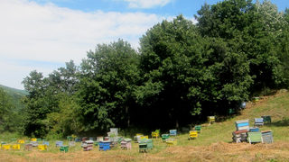 Сериозен спад в добива на мед в Добрич заради времето отчетоха <span class="highlight">пчелари</span>