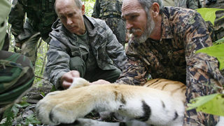 "Синхуа": Тигърът на Путин убива кози в Китай