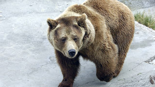 Среща решава конфликта между хора и мечки в Карловско