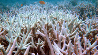 "Трансплантация" на корали дава надежда за Големия бариерен <span class="highlight">риф</span>