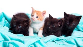 Едва 5% от домашните котки са ваксинирани, бездомните се увеличават