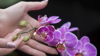 Фотогалерия: Орхидеи в градините "Кю"