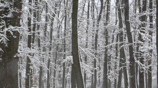 Цели горски масиви са унищожени в Смолянско заради обилните снеговалежи