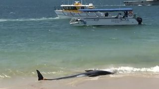 Видео: Дузина кита загинаха на бреговете на Австралия
