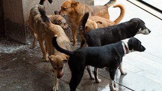 Над 50% от бездомните кучета във Видин вече са кастрирани