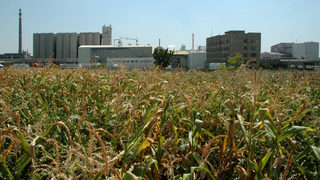 Разградският "<span class="highlight">Амилум</span>" е част от сделка на зърнопреработвателен гигант от САЩ