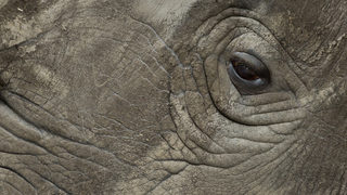 Почина последният мъжки северен бял носорог