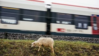 Швейцарските железници внедряват овце косачки (видео)