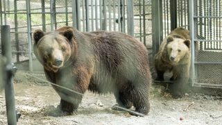 Паркът в Белица като нов дом за <span class="highlight">мечки</span> от незаконните зоопаркове