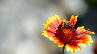 Фотогалерия: Слънчеви цветове за Еньовден