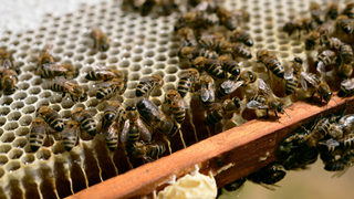 Близо 5 хил. <span class="highlight">пчелари</span>, пострадали от лошо време, поискаха помощи