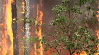 Искра от далекопровод е изпепелила 50 декара гора в Смолянско