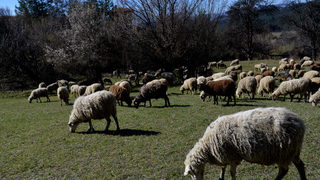 Нов случай с овца, умряла от антракс през юли, стана известен днес