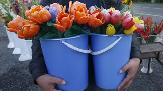 Заради заплаха от вредители Русия започна да гори цветя от Холандия