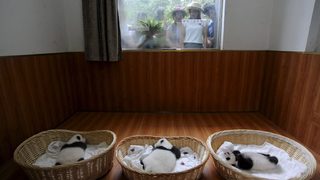 Фотогалерия: Срещата на десет бебета панди със света