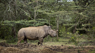 Видео: Инвитрото е последната надежда за оцеляване на белите носорози