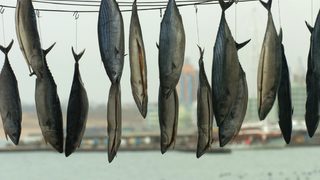85% от българите предпочитат устойчиво добита риба
