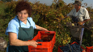 Производителите <span class="highlight">на</span> вино настояват евросубсидиите за тях да се запазят