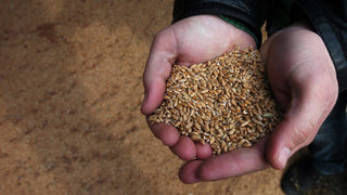 Държавен фонд "Земеделие" започна публична интервенция на обикновена <span class="highlight">пшеница</span>