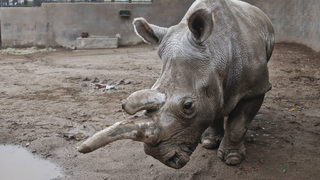Един от последните северни бели носорози бе приспан завинаги