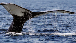 Хакери атакуваха японското правителство заради подновения <span class="highlight">улов</span> на китове