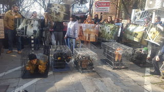 Протест "Аз съм куче" събра природозащитници от над 20 организации пред столичната община