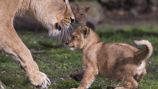 Фотогалерия: Първата поява на бебета лъвчета в белгийски зоопарк