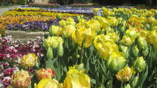 Фотогалерия: "Парад на лалетата" - за поредна година в Ботаническата <span class="highlight">градина</span> в Балчик