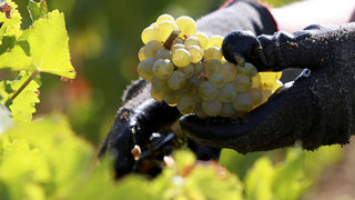 Световното производство на вино е достигнало най-ниското ниво от 4 години