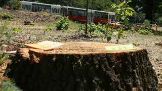 Санитарна сеч премахна 87 дървета в район "Лозенец"