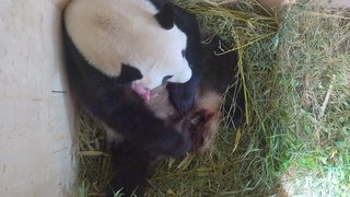 Видео: Пандите във виенския зоопарк се сдобиха с четвърто бебе