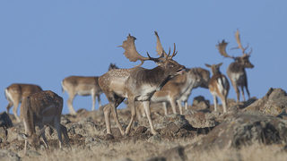 Фотогалерия: Сватбите на елените лопатари през октомври