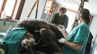Фотогалерия: Три мечки отиват на рентген