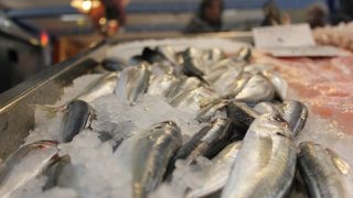 Европа изчерпа запасите си от риба до края на годината, твърди доклад на ООН
