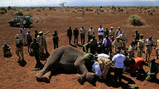 Фотогалерия: Как в <span class="highlight">Кения</span> успяха да удвоят броя на слоновете за 35 години