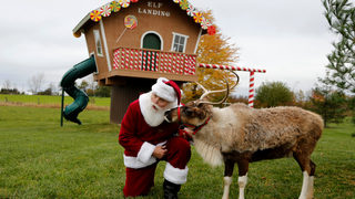 Учени разкриха защо елените на Дядо Коледа не се смеят на червеноносия Рудолф
