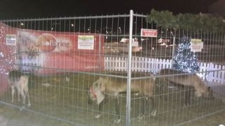 Собственикът на елените пред "София Ринг мол" ще бъде санкциониран