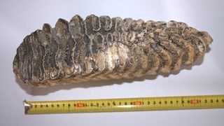 Няколко запазени зъба от мамут и <span class="highlight">миди</span> на над 60 млн. години бяха открити край Русе