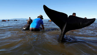 Фотогалерия: Как Нова Зеландия спасява бедстващи <span class="highlight">китове</span>