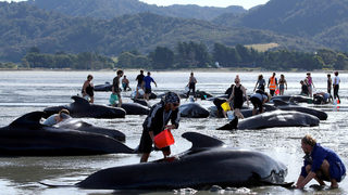 Фотогалерия: Как Нова Зеландия спасява бедстващи <span class="highlight">китове</span>