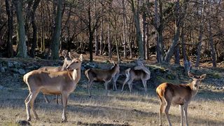 Седем благородни елена правят първи стъпки в дивото на Източните Родопи