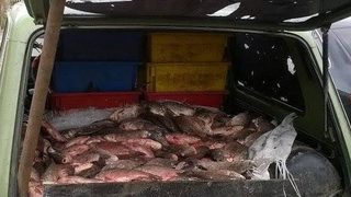 За три дни са иззети 2660 кг незаконно уловена риба
