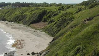 Прокуратурата разследва незаконна сеч до плажа на "Делфин"