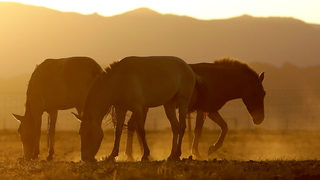 Фотогалерия: Завръщането на дивите коне в Монголия