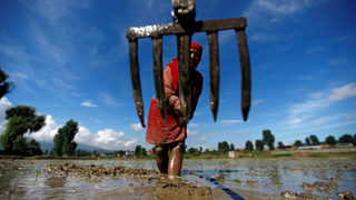 Фотогалерия: Непал отбелязва Деня на ориза