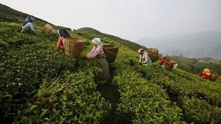 Един от най-скъпите сортове <span class="highlight">чай</span> може да изчезне заради протести в Индия