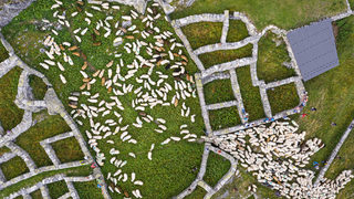 Фотогалерия: С овцете нагоре по Алпите