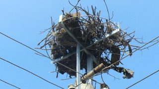 "Електроразпределение Юг" ще обезопасява гнездата на щъркелите и през следващите 4 години