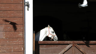 Фотогалерия: Къде живеят липицанските коне